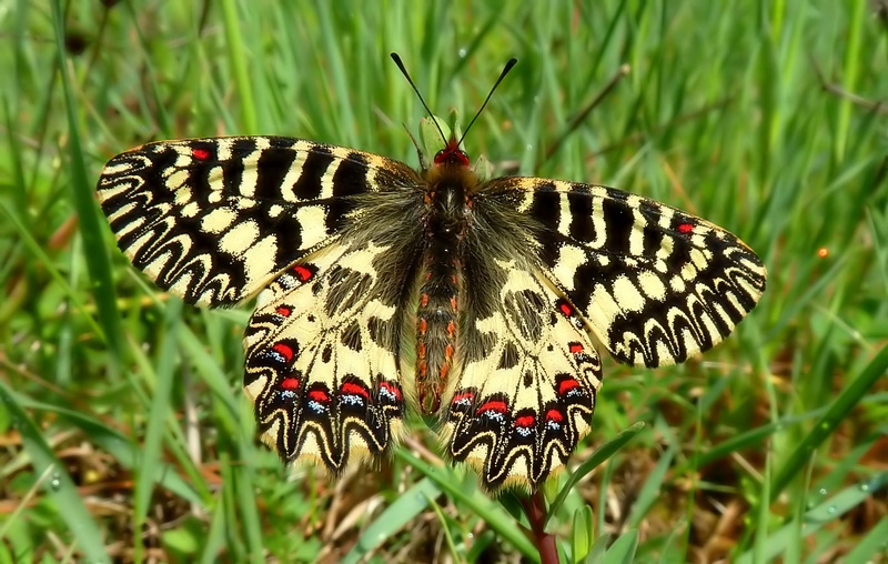 ancora su Zerynthia polyena e Zerynthia cassandra